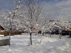 În grădina mea                            